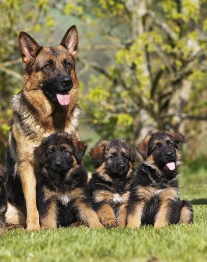 Alman Çoban Köpeği, Yavruları Olan Kadın  
