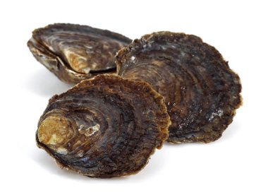 Fransız istiridyesi Plate de Belon, ostrea edulis, Deniz Ürünleri Beyaz Arkaplan Karşıtı  