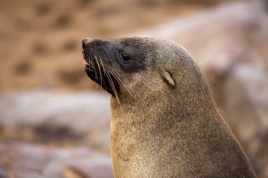Güney Afrika Kürk Mührü, Arctocephalus pusillus, Kadın Portresi, Namibya Burnu Haçı  