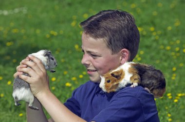 Gine domuzlu çocuk, cavia porcellus 