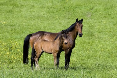 Fransız Trotter Atı, Taylı Kısrak Meadow, Normandiya 'da  