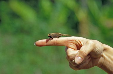 Pigme ya da Cüce Bukalemun, Brookesia sp., Elde duran Yetişkin  
