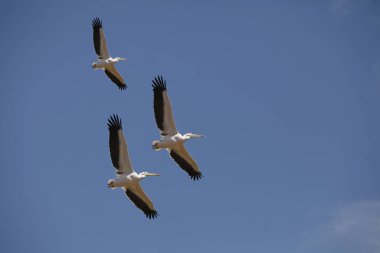 Büyük Beyaz Pelikan, Pelecanus onocrotalus, Mavi Gökyüzüne Karşı Uçan Grup  