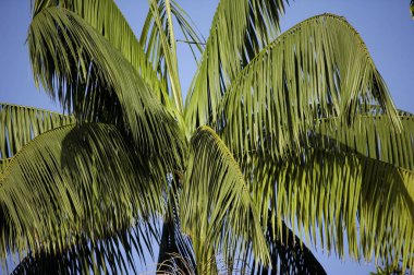 Moriche Plam, Mauritia flexuosa, Palmiye Kalbi üreten ağaçlar, Venezuela 'da Irinoco Deltası  