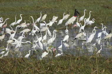 Great-White Egret, Casmerodius Albus, Grup Swamp, Los Lianos, Venezuela 'da  
