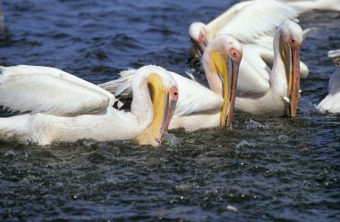 Büyük Beyaz Pelikan, Pelecanus onocrotalus, Tight Circle, Namibya 'da grup balıkçılığı  