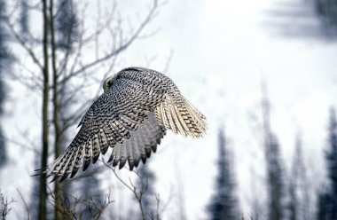 Gyrfalcon, Falco Rusticolus, Yetişkin Uçuşu, Kanada  