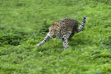 Amur Leoparı, Panthera Pardus Orientalis, Yetişkin Çimen Atlama  