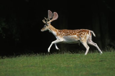 Fallow Geyik, dama dama, Çimende koşan erkek  