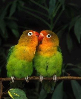 Fischer 's Lovebird, agapornis fischeri, Branch' ın üzerinde duran yetişkinler.  