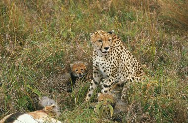 Çita, asinonyx jubatus, Canına susamış dişi, Ceylan, Kenya 'daki Masai Mara Parkı.  