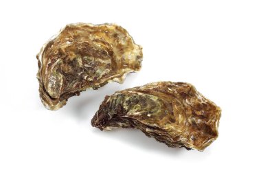 Fransız İstiridyesi Marennes d 'Oleron, ostrea edulis, Deniz Ürünleri Beyazlara Karşı 
