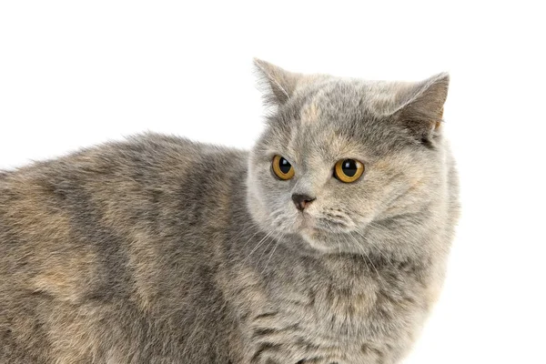 Blue Cream British Shorthair Εγχώρια Γάτα Θηλυκό Κατά Λευκό Φόντο — Φωτογραφία Αρχείου