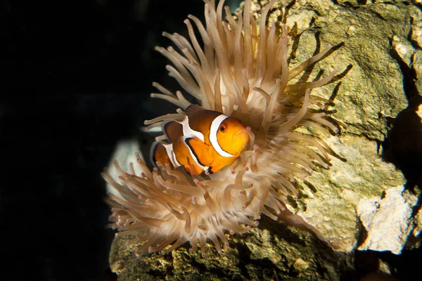 Ocellaris Clownfish Amphiprion Ocellaris Adulto Piedi Mare Anemone Sud Africa — Foto Stock