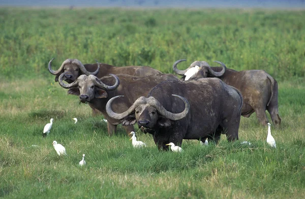 Buffalo Afrique Caffer Syncerus Troupeau Aigrettes Bovins Bubulcus Ibis Masai — Photo
