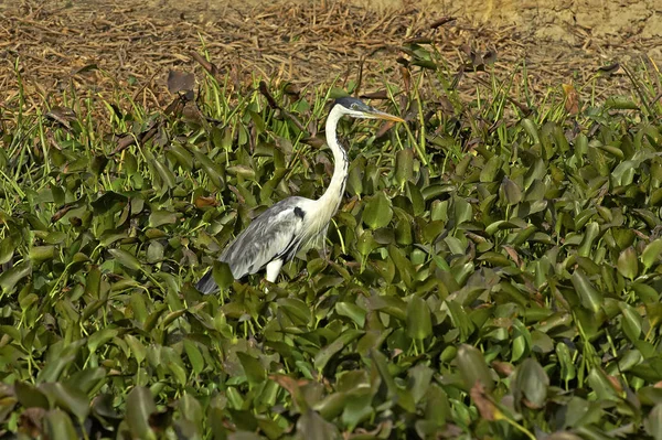 White Necked Heron Ardea Cocoi Adult Standing Swamp Los Lianos — Stock Photo, Image