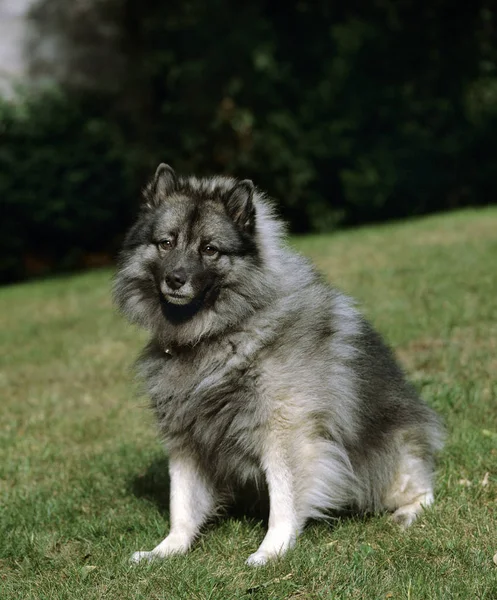 Kurt Spitz Köpek Çimlerin Üzerinde Oturuyor — Stok fotoğraf