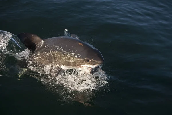 Grande Tubarão Branco Carcharodon Carcharias Adulto Breaching Pegando Atum Peixes — Fotografia de Stock