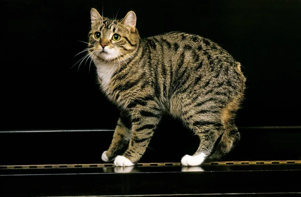 Manx Huiskat Een Kat Ras Zonder Staart Volwassen Staande Piano — Stockfoto