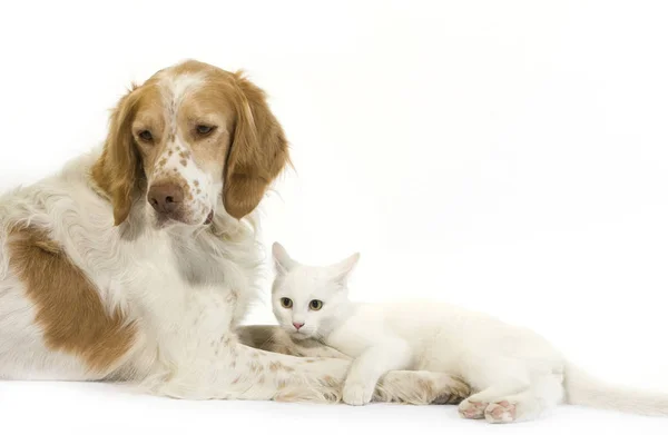 Beyaz Arka Plan Karşısında Yatan Beyaz Evcil Kedili Fransız Spaniel — Stok fotoğraf