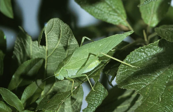 Gafanhoto Tettigoniidae Adulto Folha — Fotografia de Stock