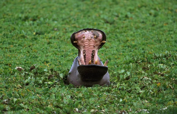 Hipopótamo Anfibio Hipopótamo Adulto Pie Pantano Masai Mara Park Kenia —  Fotos de Stock