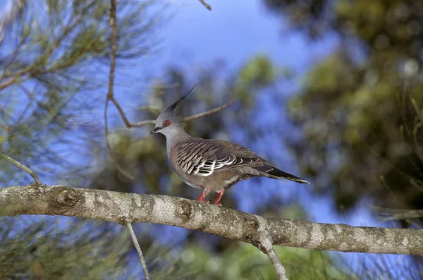 Crested Pigeon Geophaps Lophotes Adult Standing Branch Australia — стокове фото