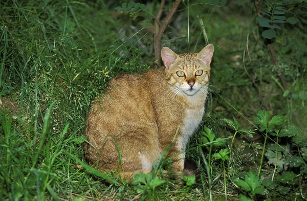 Европейская Дикая Кошка Felis Silveris Взрослый Сидящий Грассе — стоковое фото