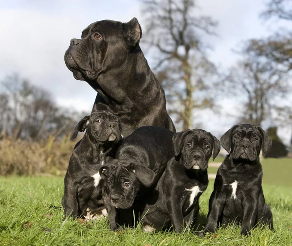 Cane Corso Egy Kutyafajta Olaszországból Nőstény Kölykök Füvön — Stock Fotó