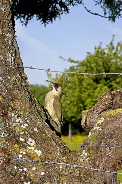Green Woodpecker Picus Viridis Adult Standing Tree Trunk Normandy — Stock Photo, Image