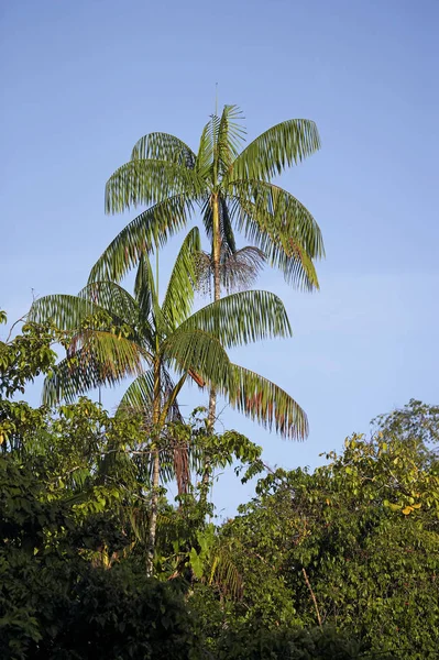 Moriche Plam Mauritia Flexuosa Árboles Produciendo Corazón Palma Delta Del — Foto de Stock