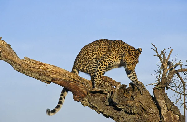 Leopard Panthera Pardus Adult Standing Dead Tree Κένυα — Φωτογραφία Αρχείου
