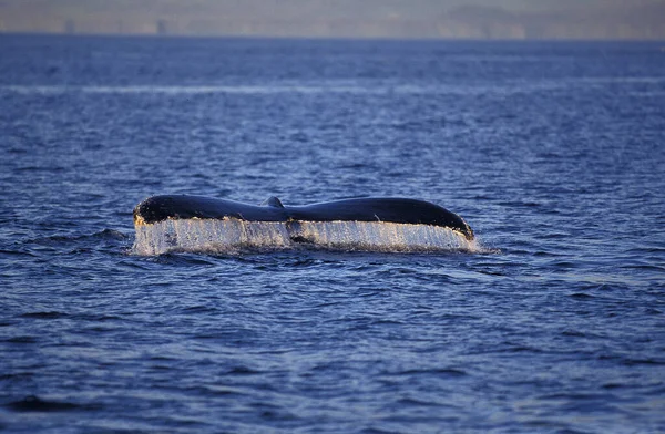 Bultrugwalvis Megaptera Novaeangliae Staart Aan Het Oppervlak Alaska — Stockfoto