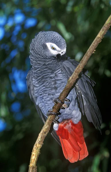 African Grey Parrot Psittacus Erithacus Adult Standing Branch Grooming — Stock Photo, Image