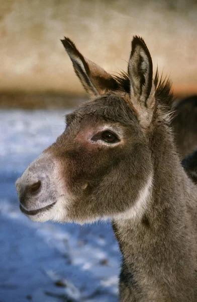 Asya Vahşi Kıçı ya da Onager, equus hemionus, Yetişkin Portresi  