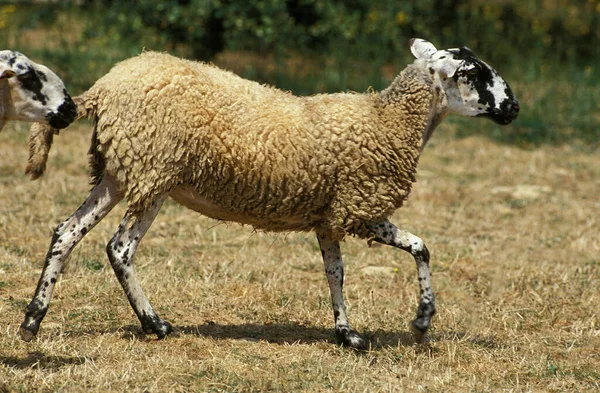 Rava Sheep Una Razza Francese — Foto Stock