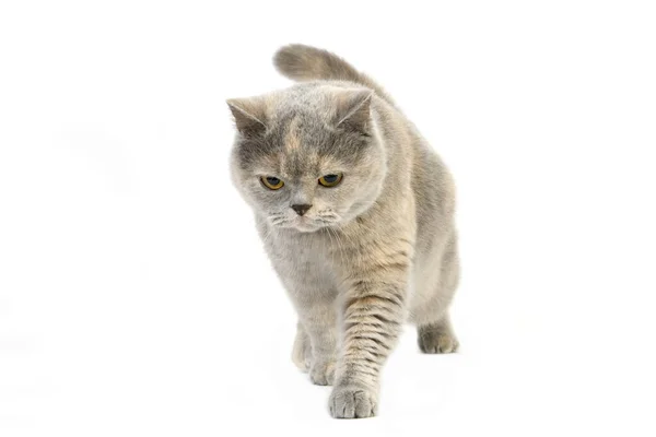 Blue Cream British Shorthair Domestic Cat Female Standing White Background — стокове фото