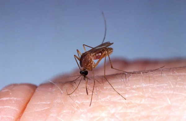 Mosquito Culex Quinquefasciatus Peau Adulte Floride — Photo