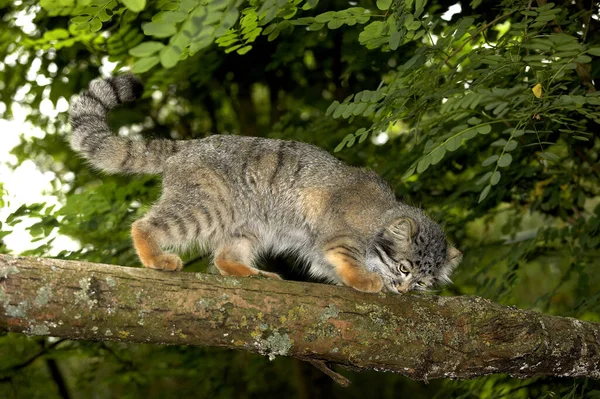 Manul Pallas Cat Otocolobus Manul Adult Smelling Walking Branch — стоковое фото