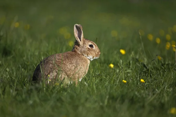 Avrupa Tavşanı Veya Vahşi Tavşan Oryctolagus Cuniculus Yetişkin Sarı Çiçekler — Stok fotoğraf