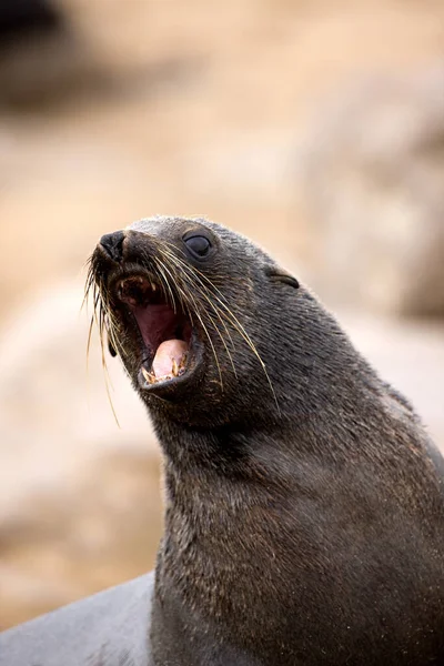 Sul Africano Fur Seal Arctocephalus Pusillus Feminino Chamando Young Cape — Fotografia de Stock