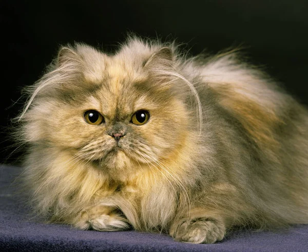 Kouř Perský Domácí Kočka Dospělí Ležící Černém Pozadí — Stock fotografie