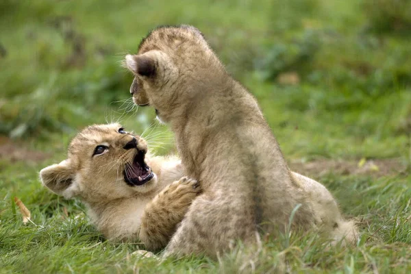 Katanga Lion Southwest African Lion Panthera Leo Bleyenberghi Cub Playing — стокове фото