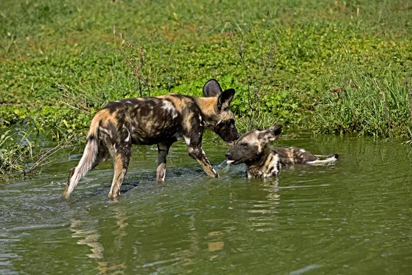 African Wild Dog Lycaon Pictus Namíbiai Water Hole Ban Álló — Stock Fotó