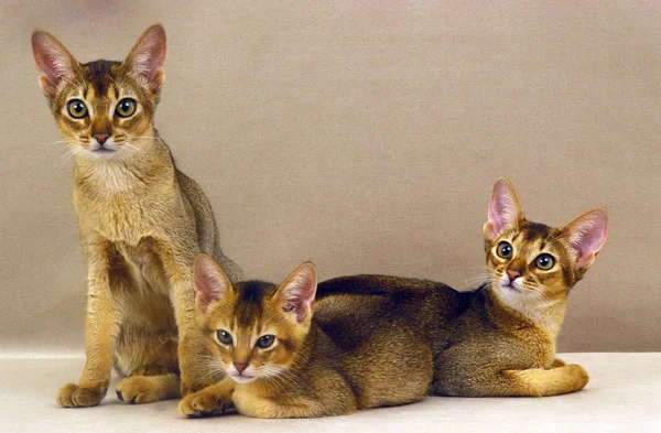 Abisyński Kot Domowy Dorosły Kociak — Zdjęcie stockowe