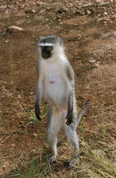 Vervet Monkey Cercopithecus Aethiops Femelle Staand Achterpoten Kruger Park Zuid — Stockfoto