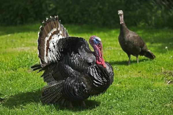 American Bronze Turkey Female Male Displaying Tail Fanned Out — Stock Photo, Image