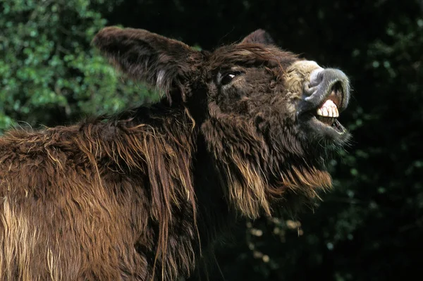 Poitou Donkey Baudet Poitou Une Race Fench Adulte Appelant — Photo