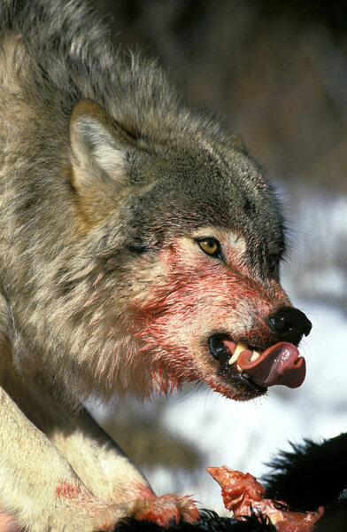 North American Grey Wolf, canis lupus occifellis, Bloody Portrait of Adult Snarling, on a Kill, Canada
  