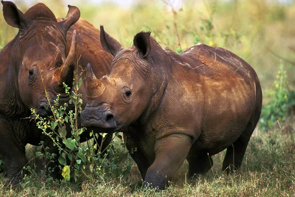 Vit Noshörning Ceratotherium Simum Vuxna Kenya — Stockfoto